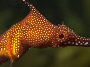 Weedy Sea Dragon, Kurnell
 by Doug Anderson 